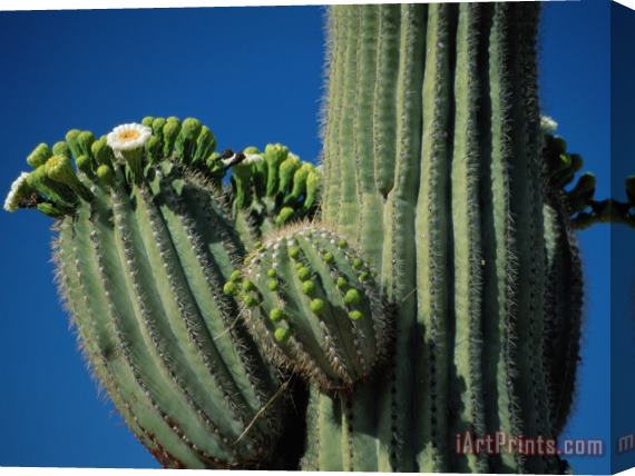 Raymond Gehman Close View of a Saguaro Cactus in Bloom Stretched Canvas Print / Canvas Art