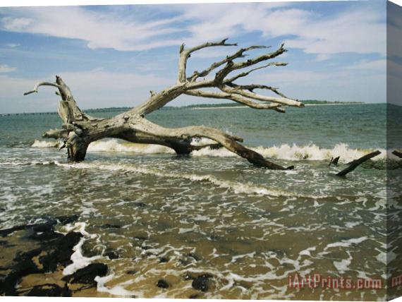 Raymond Gehman Dead Tree And Beach Erosion Along The Coast Stretched Canvas Painting / Canvas Art