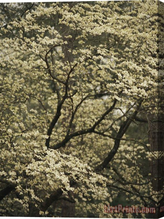 Raymond Gehman Delicate White Blossoms Fill a Dogwood Tree in The Spring Stretched Canvas Print / Canvas Art