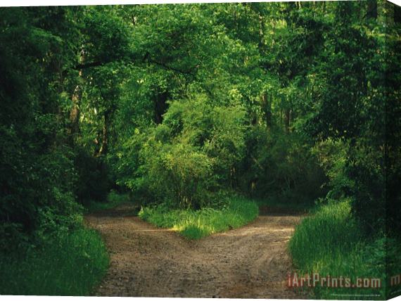 Raymond Gehman Diverging Trails in a Woodland Stretched Canvas Painting / Canvas Art