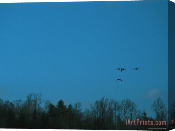 Raymond Gehman Ducks Fly Above The James River in Virginia Stretched Canvas Print / Canvas Art