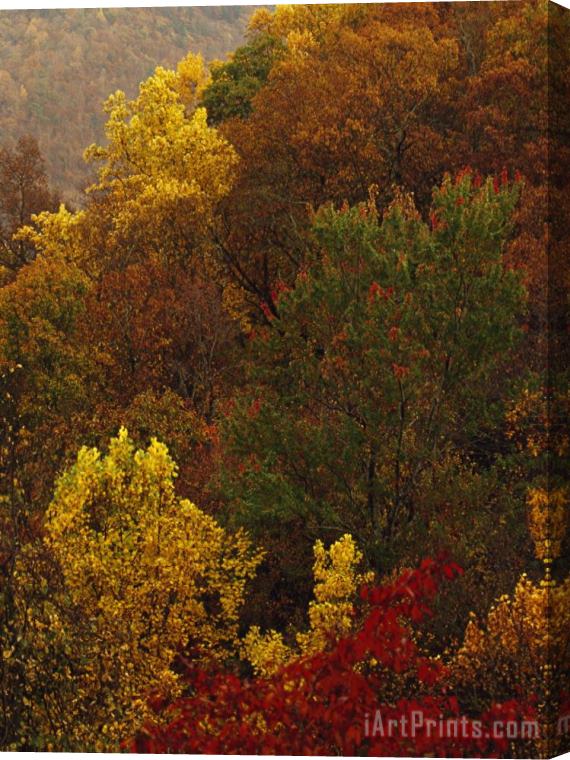 Raymond Gehman Elevated View of a Stand of Forest in Autumn Hues Stretched Canvas Print / Canvas Art