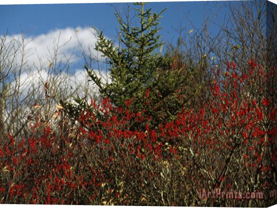 Raymond Gehman Evergreen Tree And Shrubs with Autumn Hues Stretched Canvas Print / Canvas Art