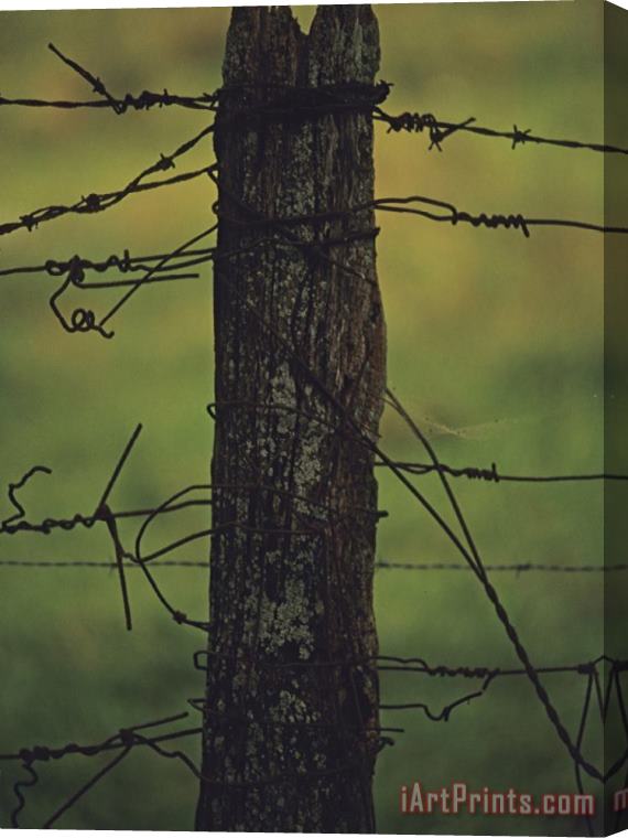 Raymond Gehman Fence Post with Tangled Knots of Barbed Wire Stretched Canvas Print / Canvas Art