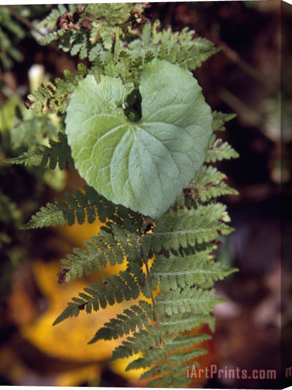Raymond Gehman Fern Frond And a Heart Shaped Leaf in a Shady Woodland Setting Stretched Canvas Painting / Canvas Art