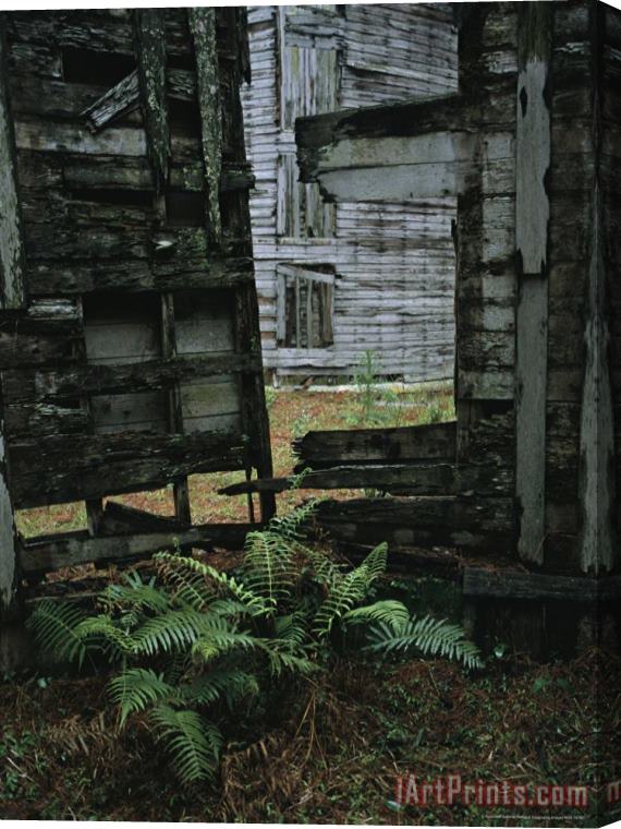 Raymond Gehman Fern Growing Among Ruins at The Dungeoness Estate Stretched Canvas Print / Canvas Art