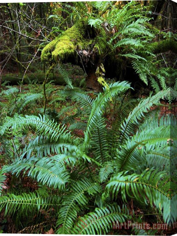 Raymond Gehman Ferns And Redwoods in Muir Woods National Monument California Stretched Canvas Painting / Canvas Art