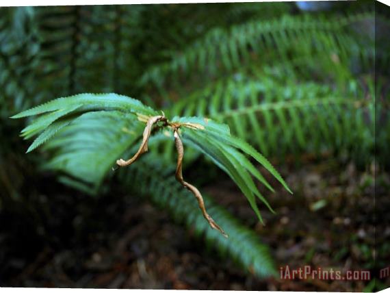 Raymond Gehman Ferns in Muir Woods National Monument California Stretched Canvas Painting / Canvas Art