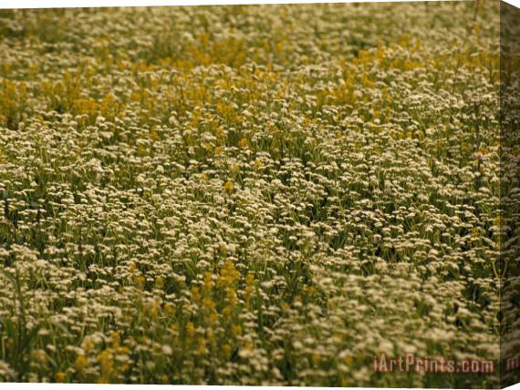 Raymond Gehman Field of Ragweed And Queen Anne's Lace in Bloom Stretched Canvas Print / Canvas Art