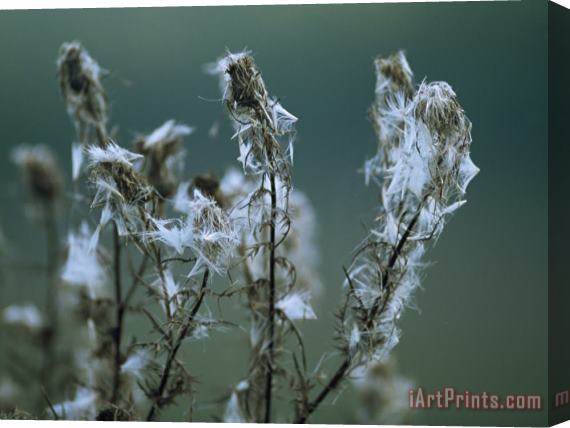 Raymond Gehman Fluff From Seed Clings to Spent Blooms And Stems of Weedy Wildflowers Stretched Canvas Print / Canvas Art