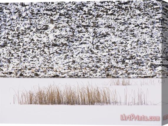Raymond Gehman Frozen Pond Marsh Grass And Talus Slope Yellowstone National Park Stretched Canvas Print / Canvas Art