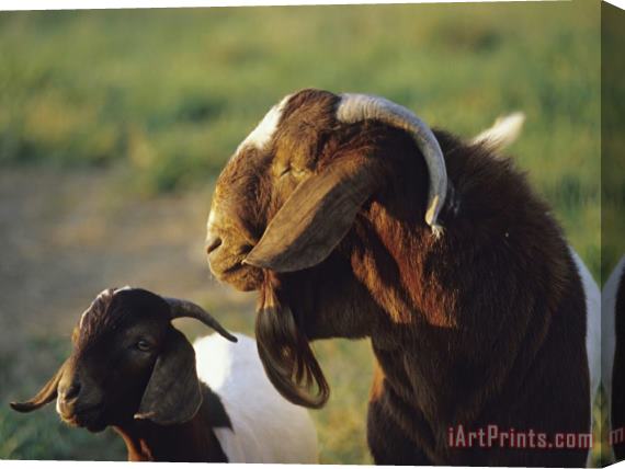 Raymond Gehman Goat And Kid in a Sunny Field Stretched Canvas Print / Canvas Art