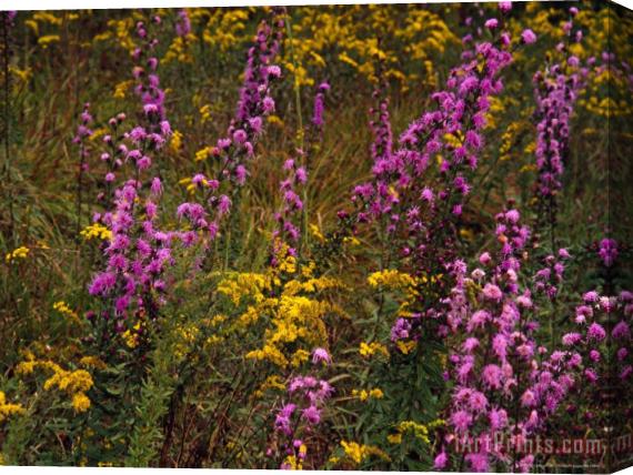Raymond Gehman Goldenrod And Other Wildflowers in Bloom Stretched Canvas Print / Canvas Art