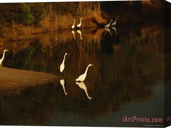 Raymond Gehman Great Egrets Feeding in a Pond Surrounded with Aquatic Grasses Stretched Canvas Painting / Canvas Art