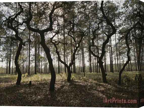Raymond Gehman Grove of Trees in The Ocala National Forest Stretched Canvas Print / Canvas Art