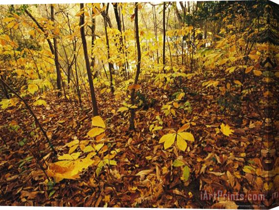 Raymond Gehman Hickory Saplings in Autumn Colors Along The Cape Fear River Stretched Canvas Painting / Canvas Art