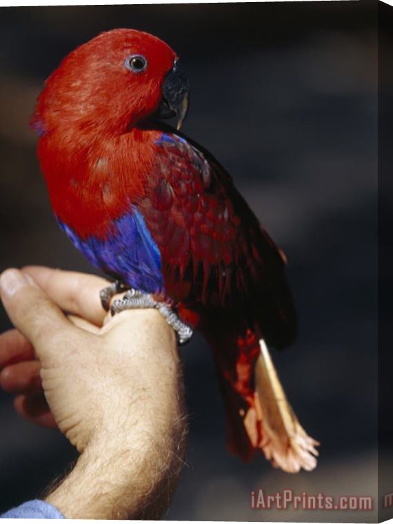 Raymond Gehman Hiker's Pet Bird Solomon Island Eclectus Rests on His Finger Stretched Canvas Print / Canvas Art
