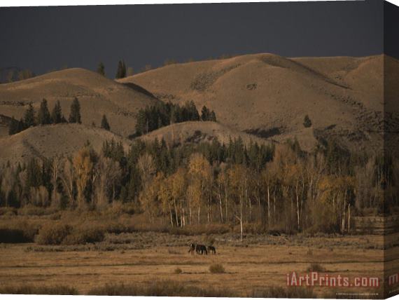 Raymond Gehman Horses Grazing in Grand Teton National Park Stretched Canvas Print / Canvas Art