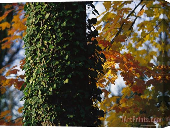 Raymond Gehman Ivy Clinging to a Tree Trunk Amid Colorful Maple Leaves Stretched Canvas Painting / Canvas Art