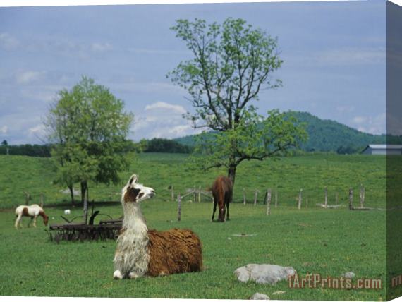 Raymond Gehman Llama Resting in a Field Near Grazing Horses Stretched Canvas Painting / Canvas Art