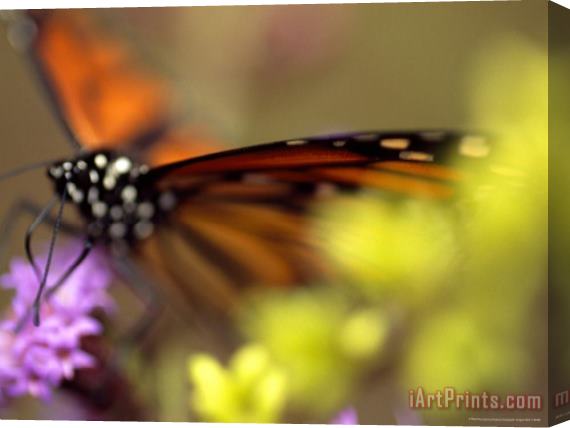 Raymond Gehman Monarch Butterfly Feeding on Wildflowers Stretched Canvas Print / Canvas Art
