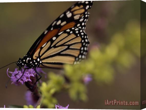 Raymond Gehman Monarch Butterfly Sipping Nectar From a Wildflower Stretched Canvas Print / Canvas Art