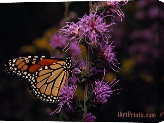 Raymond Gehman Monarch Butterfly Sipping Nectar From Wildflowers Stretched Canvas Print / Canvas Art