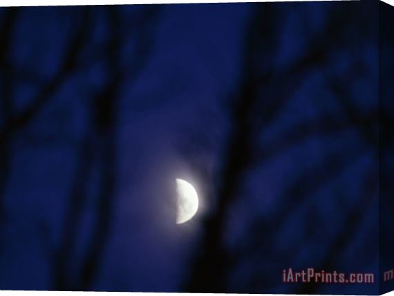 Raymond Gehman Moonrise Through Silhouetted Tree Branches Stretched Canvas Print / Canvas Art