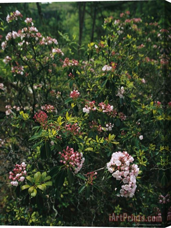 Raymond Gehman Mountain Laurel Blossoms in a Southern Appalachian Woodland Stretched Canvas Print / Canvas Art