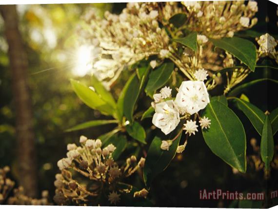 Raymond Gehman Mountain Laurel in Bloom in Early Morning Light Stretched Canvas Print / Canvas Art