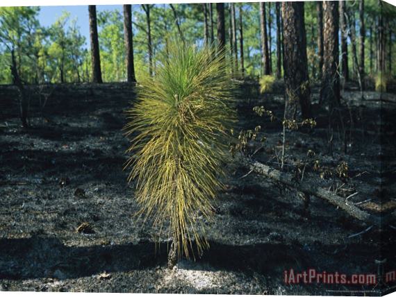 Raymond Gehman New Pine Tree Grows From Scorched Earth After a Fire Stretched Canvas Painting / Canvas Art