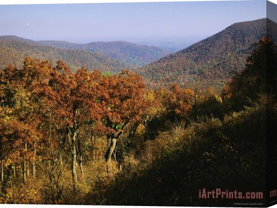 Raymond Gehman Oak Trees on Mountainside at Stony Man Overlook Stretched Canvas Painting / Canvas Art