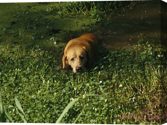 Raymond Gehman Pet Dog Takes a Dip in Swampy Water Stretched Canvas Print / Canvas Art