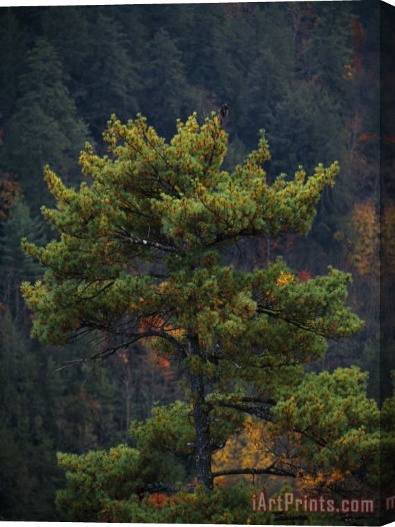 Raymond Gehman Pine Tree with Backdrop of a Forest Covered Mountain Stretched Canvas Print / Canvas Art