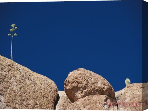 Raymond Gehman Plants Grow on The Surface of a Large Rock Stretched Canvas Print / Canvas Art