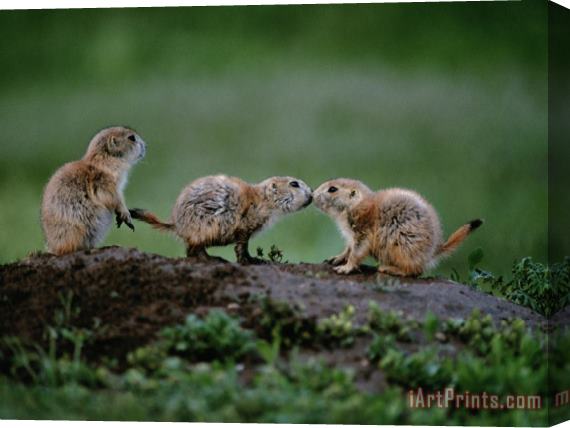 Raymond Gehman Prairie Dogs Touch Noses in a Possible Prelude to Kin Recognition Stretched Canvas Print / Canvas Art