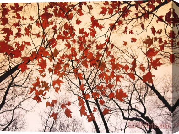 Raymond Gehman Red Maple And Autumn Sky Stretched Canvas Painting / Canvas Art