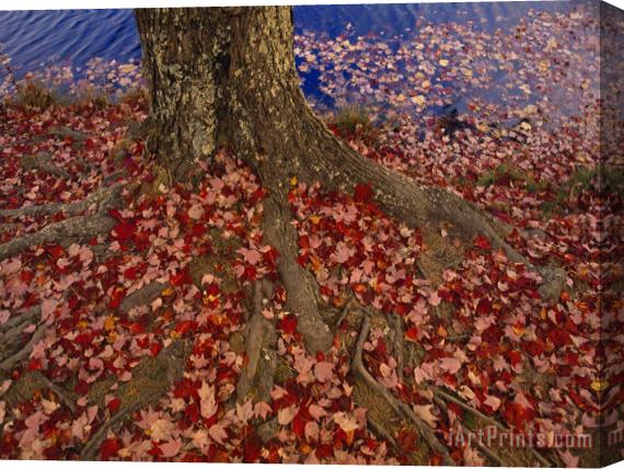 Raymond Gehman Red Maple Tree Leaves Litter The Ground at The Base of The Tree Stretched Canvas Painting / Canvas Art