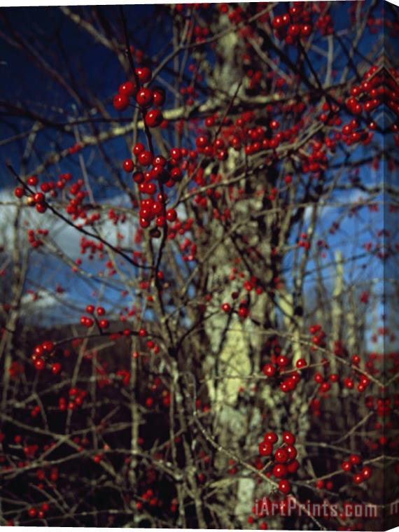 Raymond Gehman Red Serviceberries on Leafless Tree Branches Stretched Canvas Print / Canvas Art