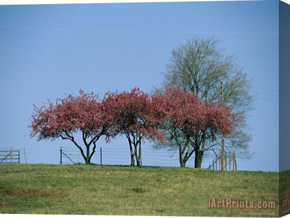 Raymond Gehman Redbud Trees in Bloom Stretched Canvas Print / Canvas Art