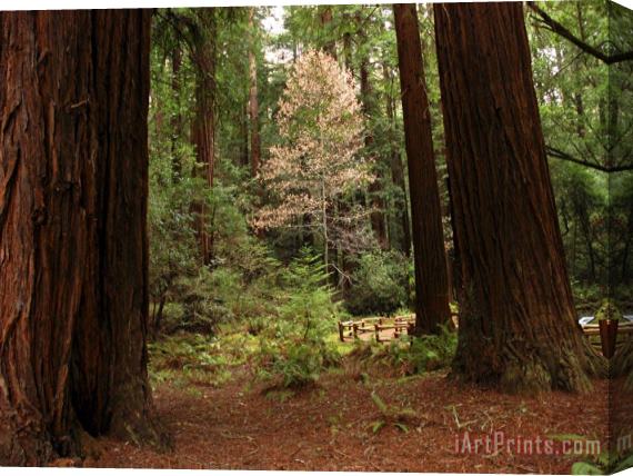 Raymond Gehman Redwoods And Trail in Muir Woods National Monument California Stretched Canvas Painting / Canvas Art