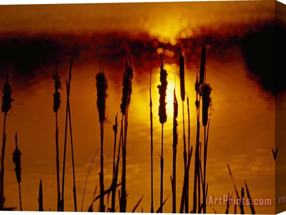 Raymond Gehman Silhouetted Cattails And Sunlight on The Water at Sunset Stretched Canvas Painting / Canvas Art