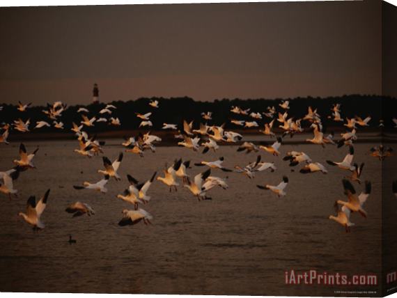 Raymond Gehman Snow Geese at Sunset on Swans Cove Pool with Assateague Lighthouse Stretched Canvas Painting / Canvas Art