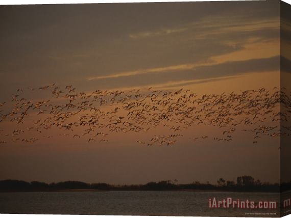 Raymond Gehman Snow Geese in Flight Over Swans Cove Pool at Sunset Stretched Canvas Print / Canvas Art