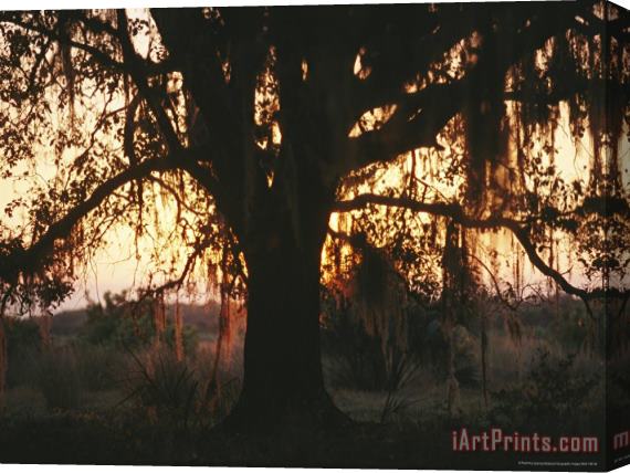 Raymond Gehman Spanish Moss Draped Silhouetted Oak Tree at Twilight Stretched Canvas Painting / Canvas Art
