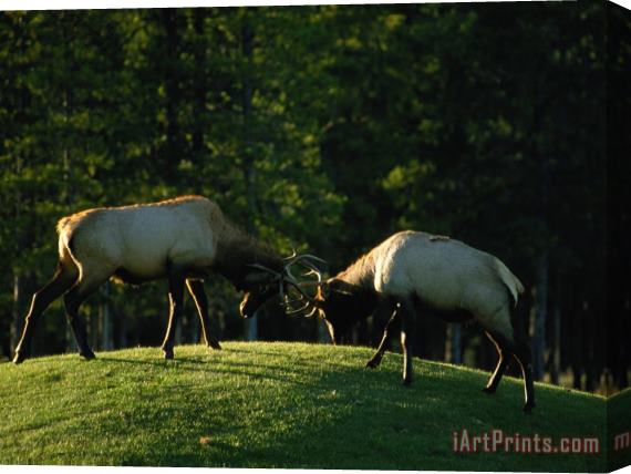 Raymond Gehman Sparring Elk Clash Antlers Stretched Canvas Print / Canvas Art
