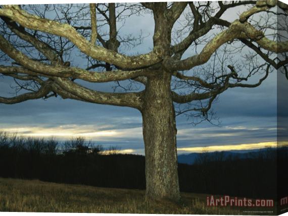 Raymond Gehman Sunset at Big Meadows with Bare Oak Tree Stretched Canvas Print / Canvas Art