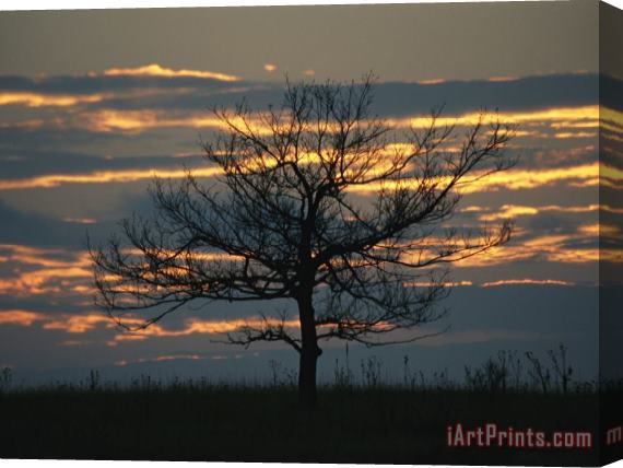 Raymond Gehman Sunset at Big Meadows with Bare Tree Stretched Canvas Print / Canvas Art