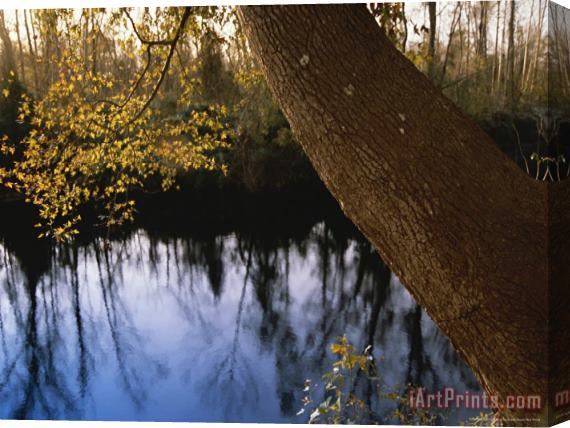 Raymond Gehman Sweet Gum Tree Leaning Over The Dismal Swamp Canal Stretched Canvas Print / Canvas Art