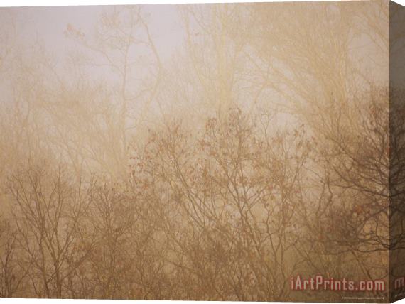 Raymond Gehman Sycamore And Oak Trees in Early Morning Fog on Otter Lake Stretched Canvas Print / Canvas Art